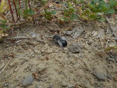 Anthophora edwardsii