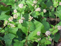 Persicaria thunbergii