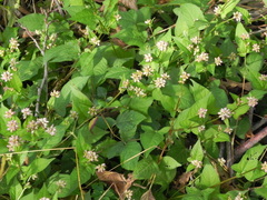 Persicaria thunbergii