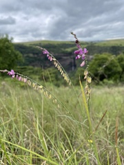Polygala virgata virgata