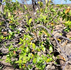 Ficus ingens