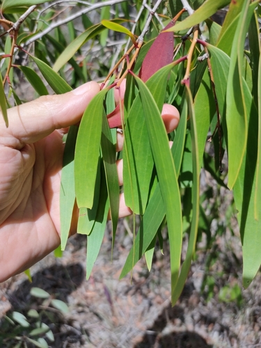 Image of Melaleuca leucadendra by (c) Tony van Kampen, some rights reserved (CC BY)