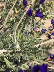 Psorothamnus arborescens minutifolius