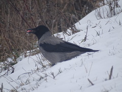 Corvus cornix