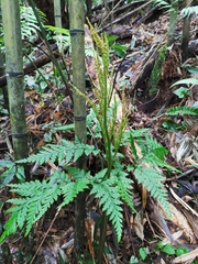 Sceptridium formosanum