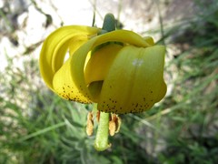 Lilium jankae