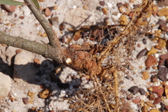 Rhizobiaceae