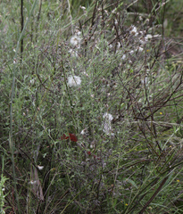 Vittadinia cuneata