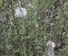 Vittadinia cuneata