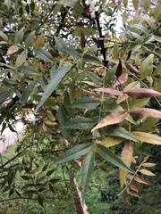 Fraxinus angustifolia