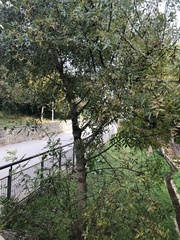 Fraxinus angustifolia