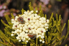 Trichostetha capensis hottentotta