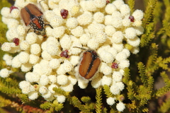 Trichostetha capensis hottentotta