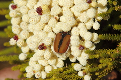 Trichostetha capensis hottentotta