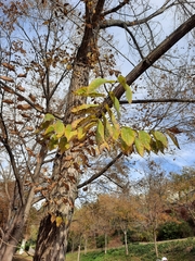 Ulmus minor