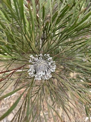 Isopogon dawsonii
