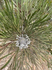 Isopogon dawsonii