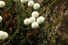 Brunia fragarioides