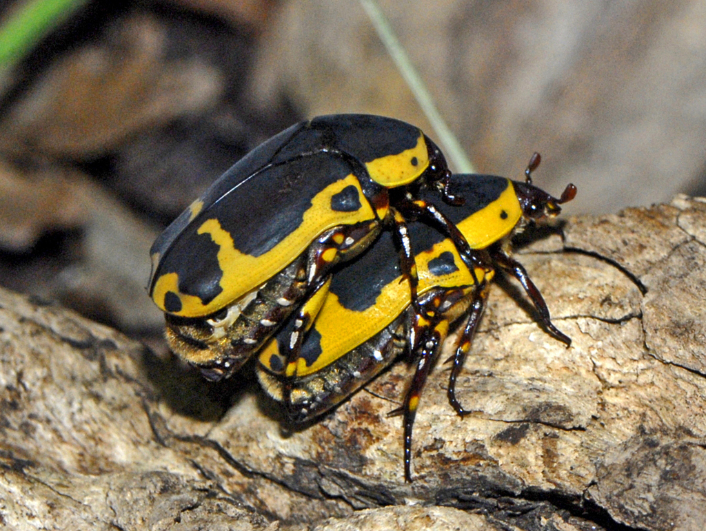 Garden Fruit Chafer