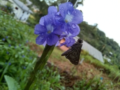 Vehilius stictomenes
