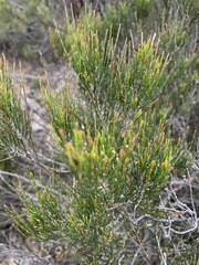 Allocasuarina nana