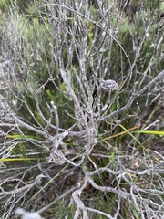 Allocasuarina nana