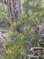 Allocasuarina nana