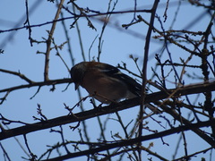 Fringilla coelebs