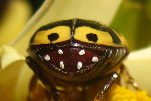 Garden Fruit Chafer photo 4