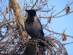 Corvus cornix