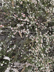 Micromyrtus