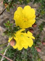 Hibbertia ericifolia