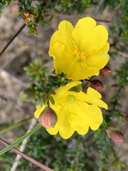 Hibbertia ericifolia