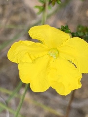 Hibbertia ericifolia