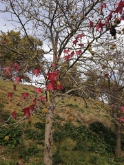 Liquidambar styraciflua