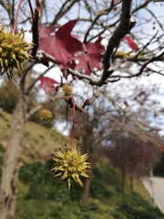 Liquidambar styraciflua