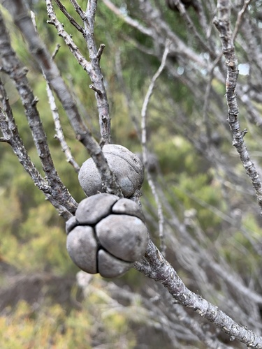 Illawarra cypress-pine (Callitris muelleri)