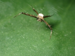Argiope aetheroides