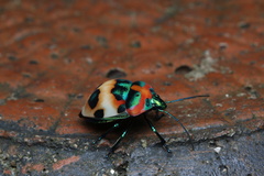 Poecilocoris latus