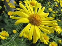 Doronicum austriacum