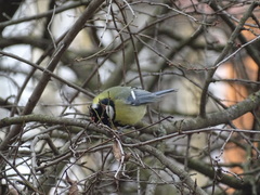 Parus major