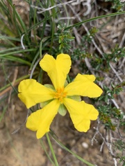 Hibbertia ericifolia
