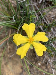 Hibbertia ericifolia