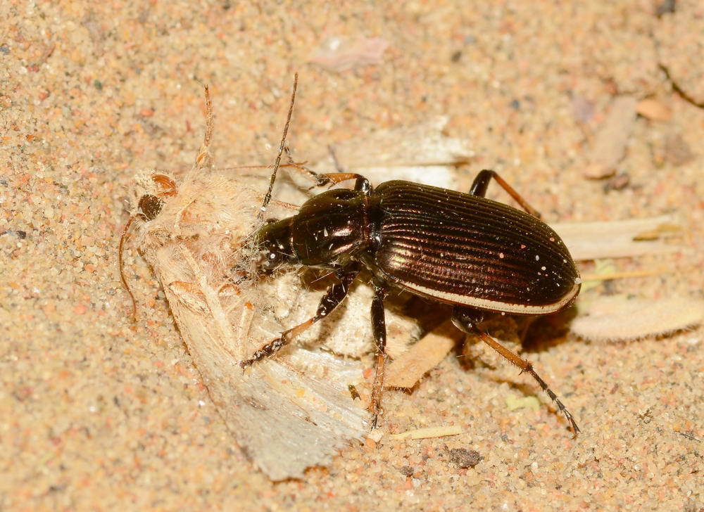 Chlaenius inderiensis
