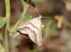Digrammia tancrearia