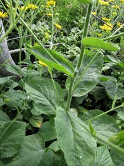 Doronicum austriacum