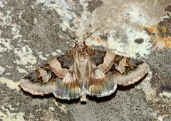 Drasteria langi