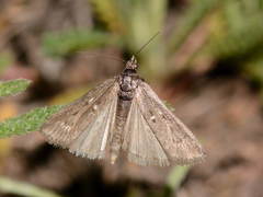 Isauria dilucidella