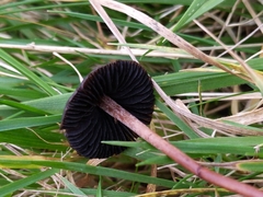 Panaeolus ater