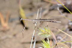 Severinia